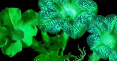 Plantas que brillan