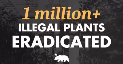 California elimina m�s de 215 mil condenas por cannabis