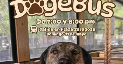 DogeBus