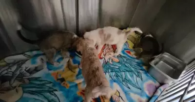 Protecci�n animal