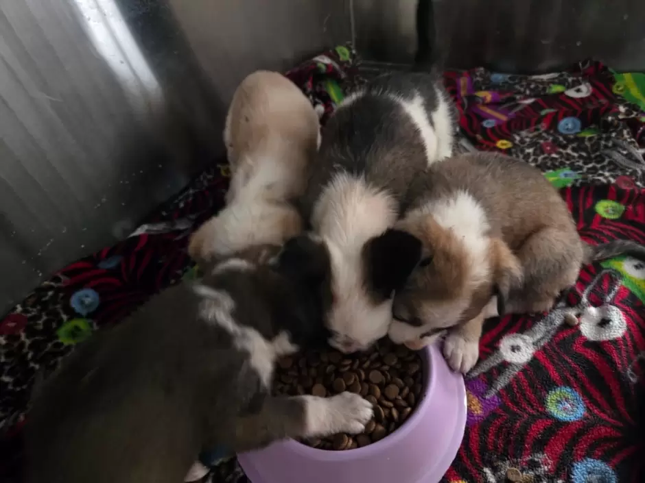 Protecci�n animal
