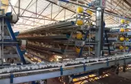 Sonora rompe r�cords; producci�n de huevo crece 32% en cinco a�os
