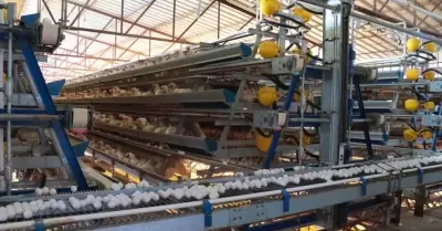Producci�n de huevo