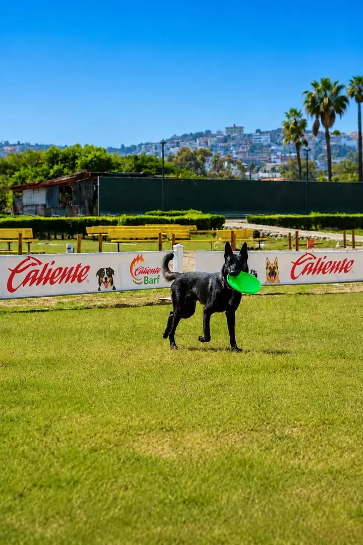 Promueve Caliente campa�a masiva de vacunaci�n antirr�bica para mascotas