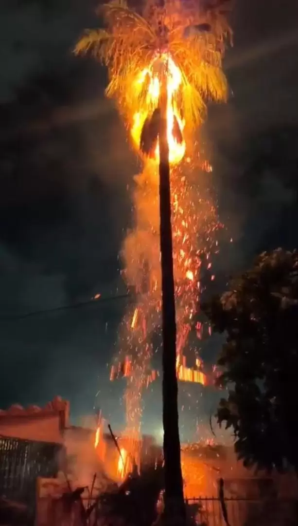 Rayo incendia una palma