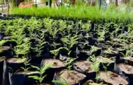 �Hermosillo se vuelve m�s verde! Crece la preferencia por �rboles nativos