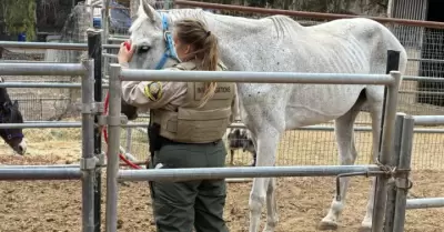 Presunto maltrato en propiedad de Rancho Santa Fe