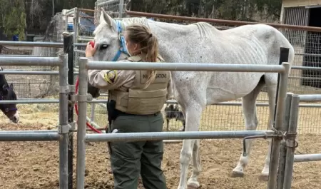 Presunto maltrato en propiedad de Rancho Santa Fe