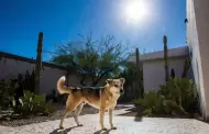 Se disparan denuncias por perros expuestos al sol