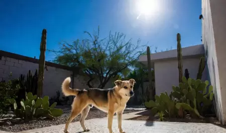 Perro expuestos al sol.
