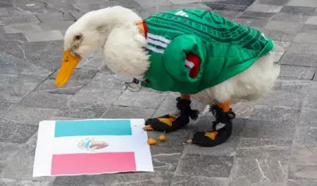 Pato Merl�n