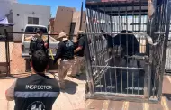 Rescatan a pitbull v�ctima de presunto maltrato durante cateo en Hermosillo