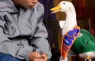 Hombre intenta registrar la marca "Pato Merl�n" ante el IMPI sin ser su propietario