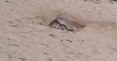 Tortuga golfina