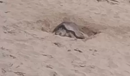 Tortuga golfina