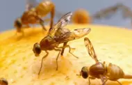 Se ampl�a la cuarentena por la mosca de la fruta mexicana en el condado de San Diego