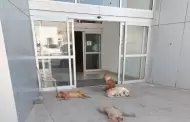 Piden rescate urgente de perros enfermos que sobreviven en Galer�as Mall