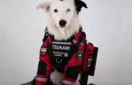 "Tsunami", el perro rescatista que se volvi� s�mbolo de esperanza en Venezuela