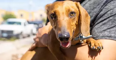 Perro