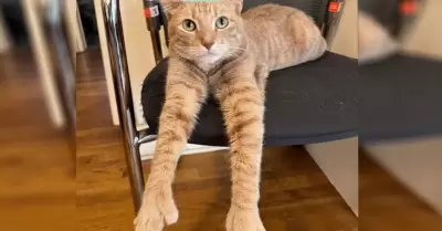 Gato viral