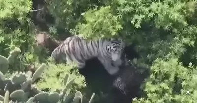 Kenzo, tigre de bengala