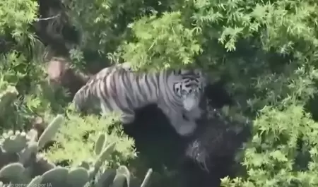 Kenzo, tigre de bengala