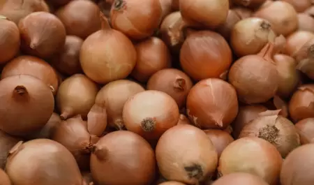 Cebolla