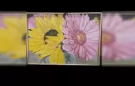 Exposici�n de arte sobre salud conductual celebra la creatividad y el crecimiento personal