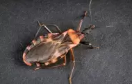 Confirman primer caso de enfermedad de Chagas adquirido localmente en el condado de San Diego