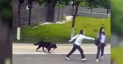 Perro sorprende al tomar su propia correa mientras sus due�as ahuyentaban a otro