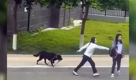 Perro sorprende al tomar su propia correa mientras sus due�as ahuyentaban a otro