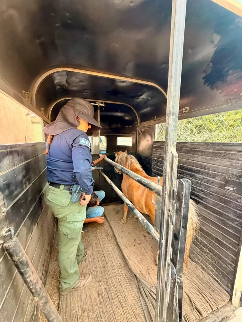Rescatan a pony tras denuncia por presunto maltrato animal en Ensenada
