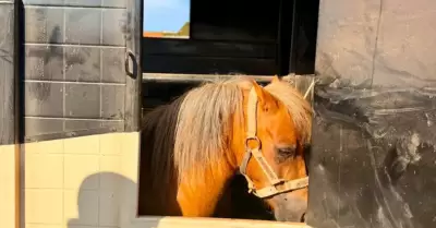 Rescatan a pony tras denuncia por presunto maltrato animal en Ensenada