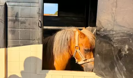 Rescatan a pony tras denuncia por presunto maltrato animal en Ensenada