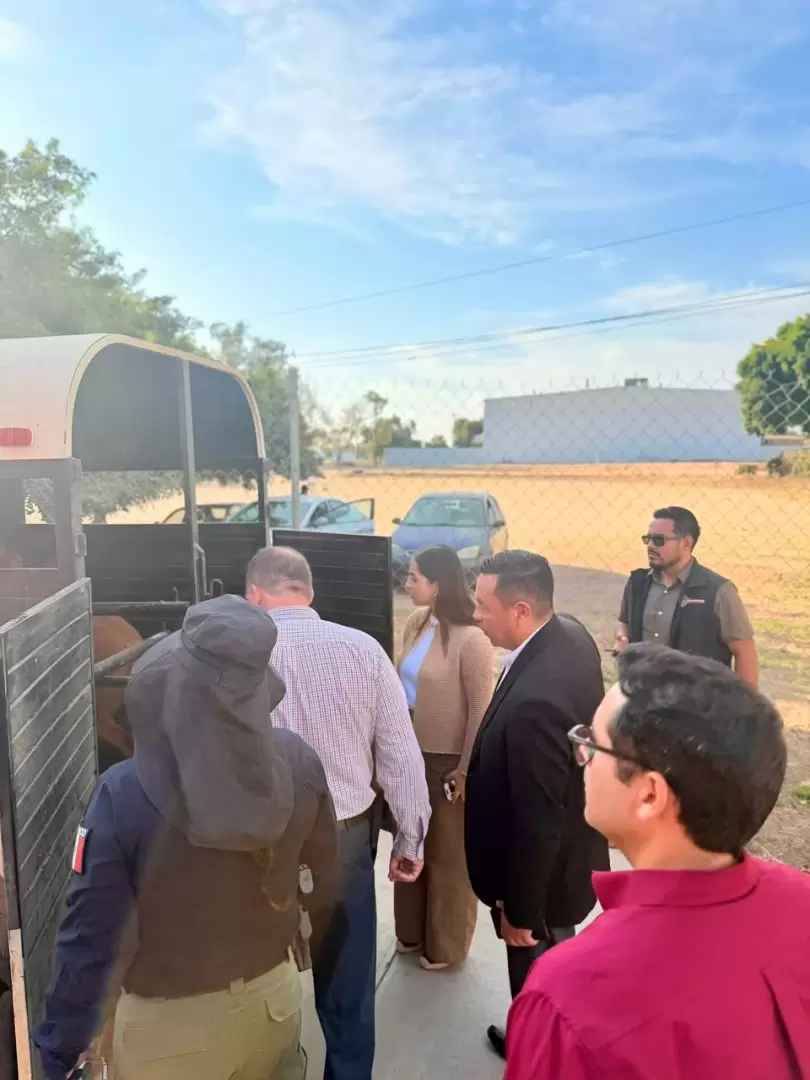 Rescatan a pony tras denuncia por presunto maltrato animal en Ensenada