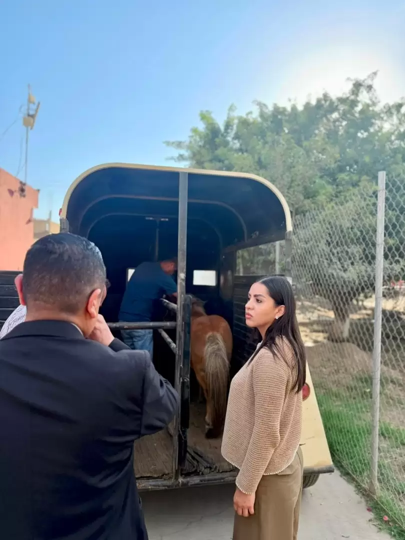 Rescatan a pony tras denuncia por presunto maltrato animal en Ensenada