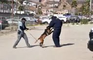Unidad K-9 de la Fiscal�a de Baja California obtiene certificaci�n internacional