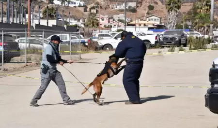 Unidad K-9 de la Fiscal�a de Baja California obtiene certificaci�n internacional