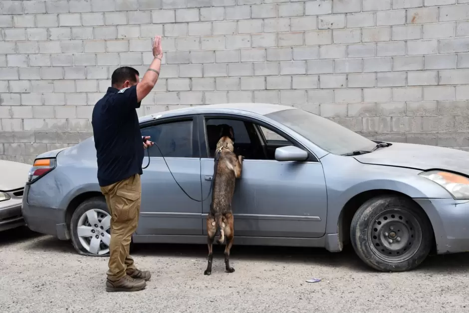 Unidad K-9 de la Fiscal�a de Baja California obtiene certificaci�n internacional