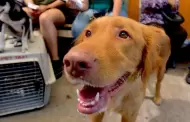 Habr� ba�os antigarrapatas y consultas veterinarias gratis