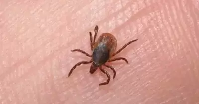 Rickettsiosis