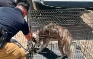 Fiscal�a rescata a husky v�ctima de presunto maltrato y/o crueldad animal