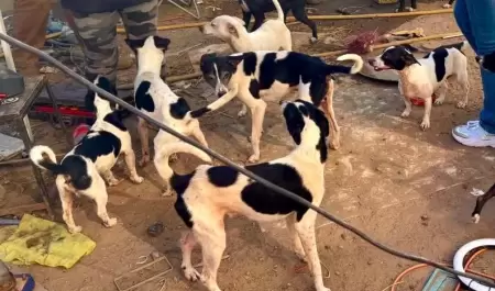 .
