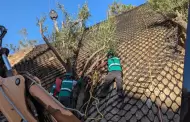 Proponen soluciones con vegetaci�n nativa para prevenir deslaves en Tijuana
