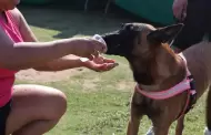 Secretar�a de medio ambiente emite recomendaciones para proteger a perros y gatos ante golpe de calor