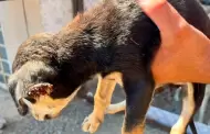 Fiscal�a rescata a cuatro caninos en cateo por presunto maltrato animal en Tijuana