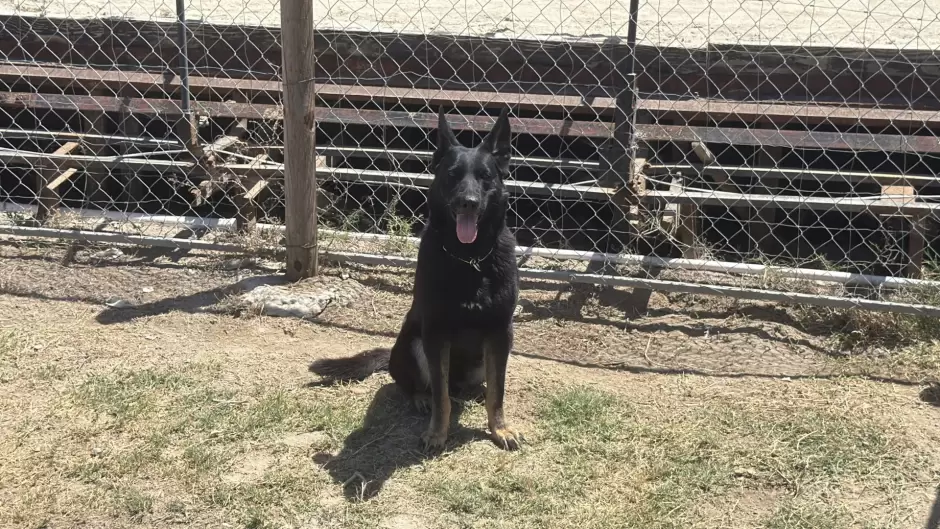 Recuperan antiguo Galg�dromo de Tijuana como espacio para actividades caninas