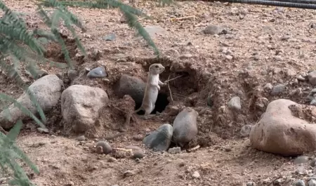 Fauna silvestre