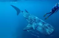 Baja California inicia la temporada de nado y avistamiento de tibur�n ballena en Bah�a de los �ngeles