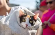 Secretar�a de medio ambiente alerta sobre riesgos de golpe de calor en perros y gatos